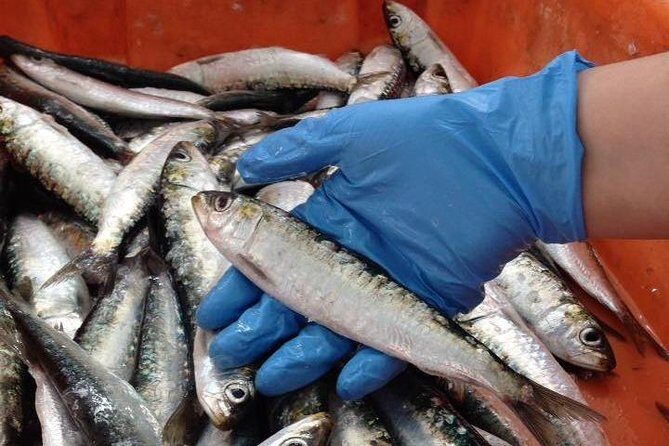 Private Sardine Route - Portimão - A Closer Look at the Sardine Tour Experience