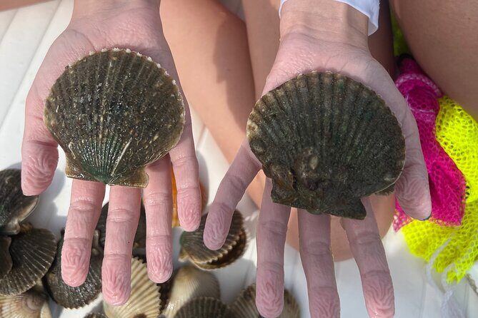 Private Scallop Charter in Crystal River - What to Expect from the Scallop Tour