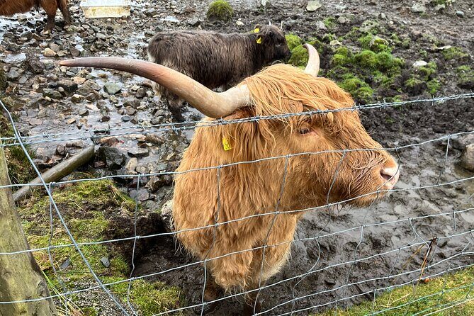 Private Scottish Highlands and Loch Ness Tour from Edinburgh - What Makes This Tour Stand Out?