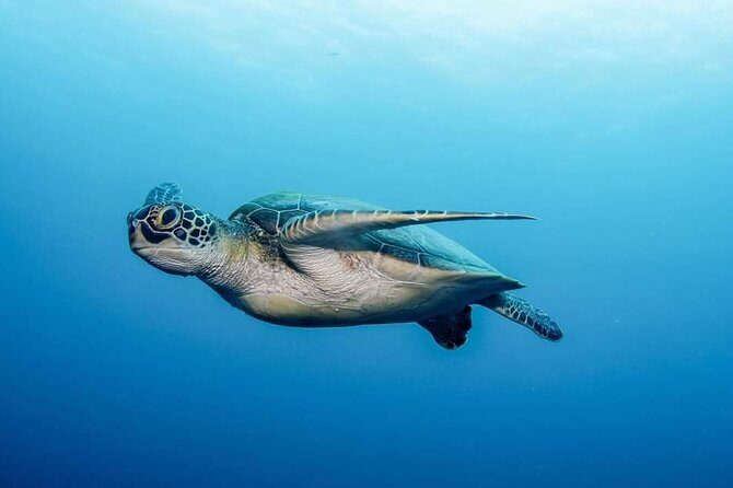 Private Scuba Diving in Tenerife Certified Instructor & Photos - The Sum Up