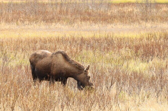 Private Seward Cruise Transfer & Scenic Tour for Large Groups - An In-Depth Look at the Scenic Tour Experience