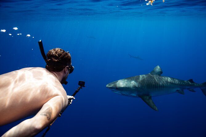 Private Shark Dive, Oahu, Hawaii (6 Guest) - Key Points