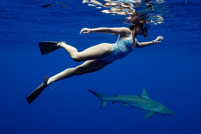 Private Shark Dive, Oahu, Hawaii (6 Guest) - What to Expect from the Shark Dive Experience