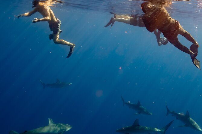Private Shark Dive, Oahu, Hawaii (6 Guest) - Final Thoughts: Is This Tour for You?