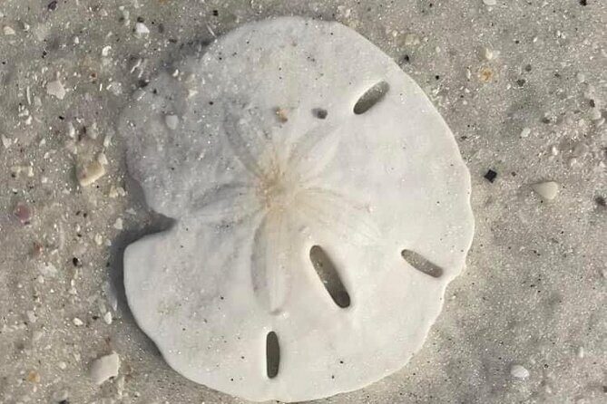 Private Shell Key Island Adventure Dolphins And Shells - Key Points