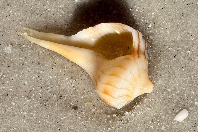 Private Shell Key Island Adventure Dolphins And Shells - Practical Tips for Your Trip