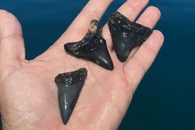 Private Shell Key Island Adventure Dolphins And Shells - FAQs