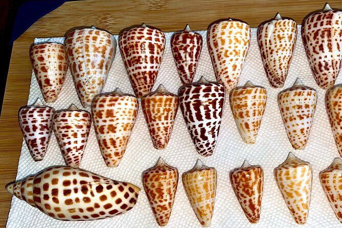 Private Shelling and Dolphin Excursion - An In-Depth Look at the Tour Experience