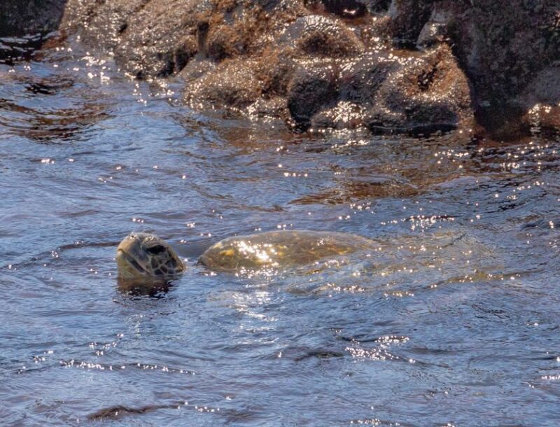 Private Shore Excursion Kona Coffee & National Historic Park - Final Thoughts