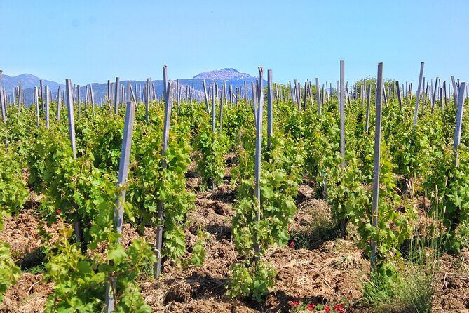 Private Sicilian Winery Tour with Gourmet Lunch  Country Escape - The Vineyard and Cellar Tour