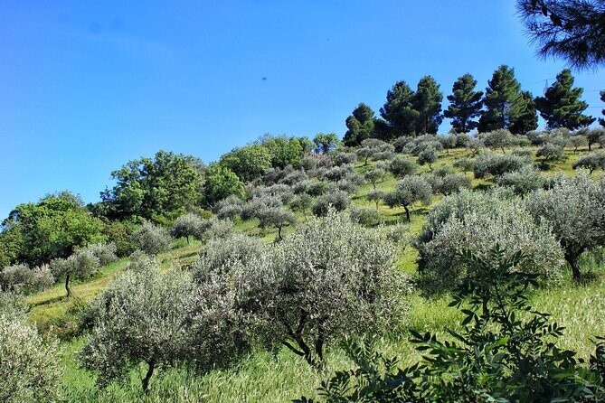 Private Sicilian Winery Tour with Gourmet Lunch  Country Escape - The Experience’s Duration and Value