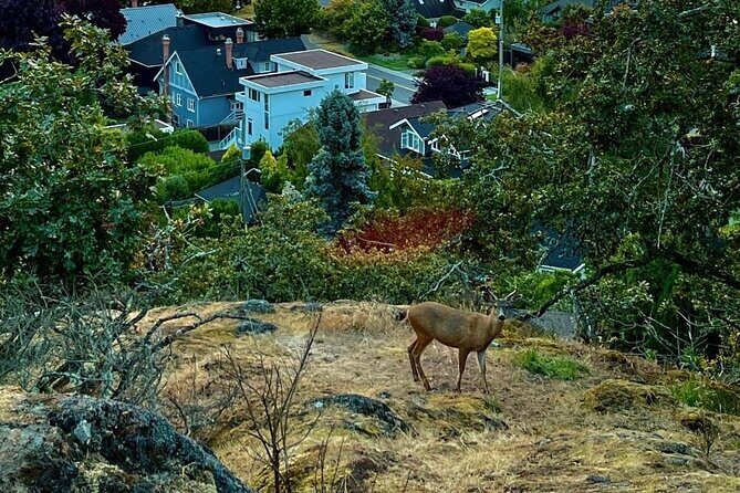 Private Sightseeing Tour in Victoria Canada - Why a Private Tour of Victoria Makes Sense