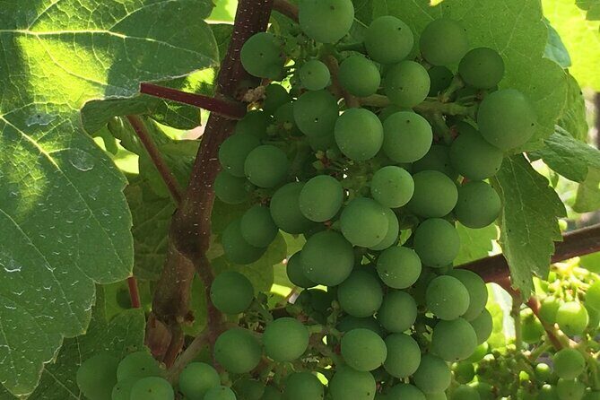 Private Small Group Local Wine, Cider Tasting, Central Saanich - Who Will Love This Tour?