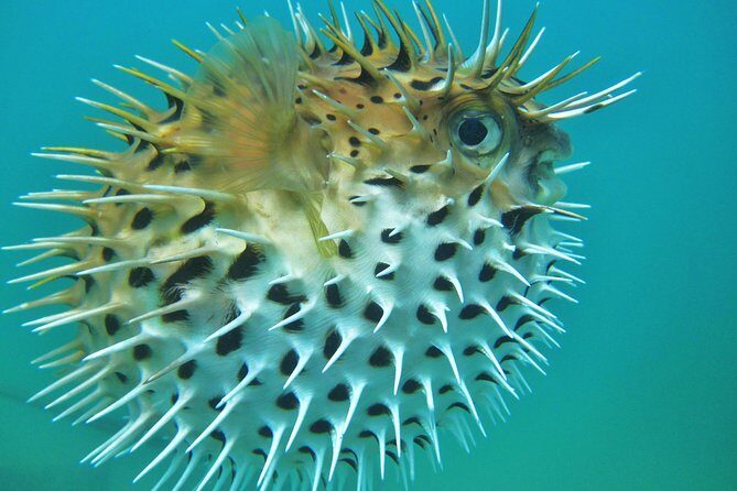 Private Snorkel Cruise in Cabo San Lucas - What to Expect from the Cabo Snorkel Cruise