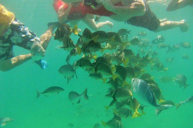 Private Snorkel Cruise in Cabo San Lucas - Is This Tour Worth the Price?