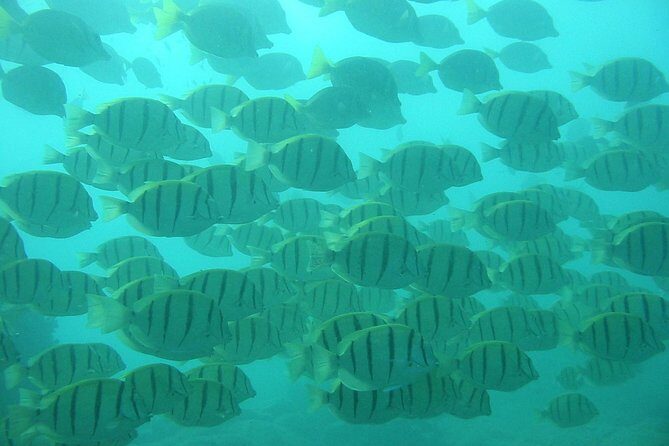 Private Snorkel Cruise in Cabo San Lucas - Who Is This Tour Best For?