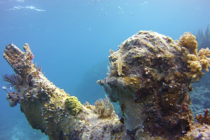 Private Snorkel to Key Largo Reef for up to 12 - INCLUDES GEAR! - What Makes This Snorkeling Tour Stand Out