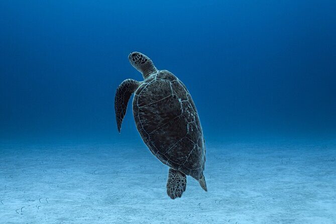 Private Snorkel Tour On The Reef Lagoon - Key Points