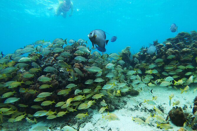 Private Snorkel Tour On The Reef Lagoon - The Experience in Detail
