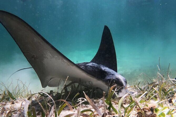 Private Snorkel Tour On The Reef Lagoon - The Sum Up
