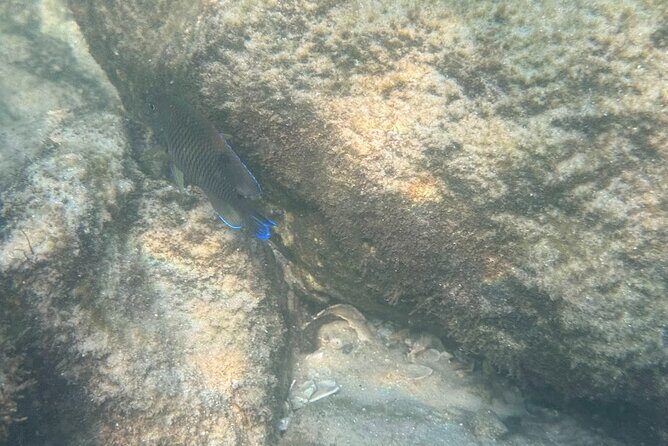 Private Snorkeling Excursion - Highlights of the Tour