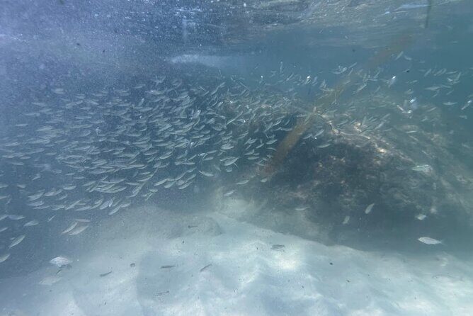 Private Snorkeling Excursion - Authentic Traveler Feedback