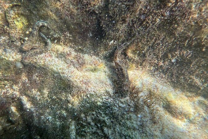 Private Snorkeling Excursion - Who Would Love This Tour?