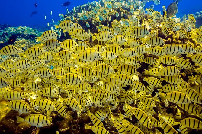 Private Snorkeling Tour in Cabo San Lucas - In Closing