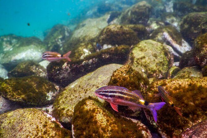 Private Snorkeling Tour In Sydney's Marine Reserve - Price and Value