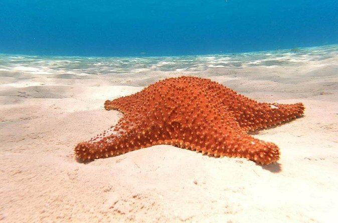 Private snorkeling tour to El Cielo - Who Is This Tour Best For?