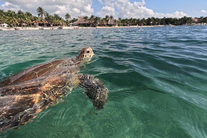 Private Snorkeling with Sea Turtles in Akumal Beach - Why Choose This Snorkeling Tour?