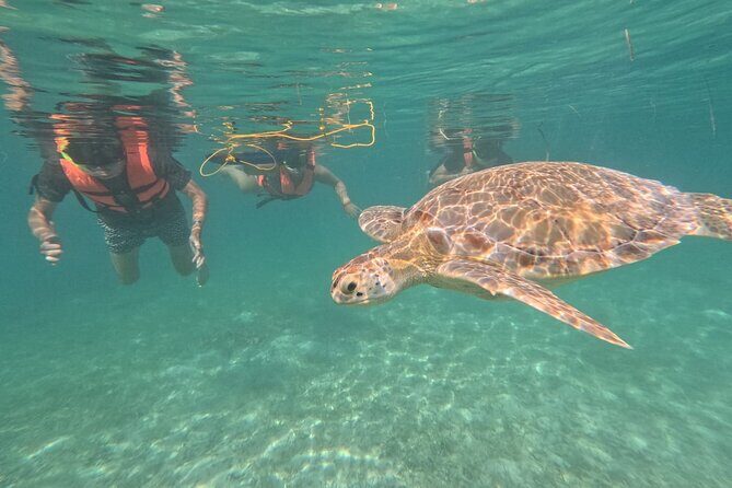 Private Snorkeling with Sea Turtles in Akumal Beach - Who Is This Tour Best For?