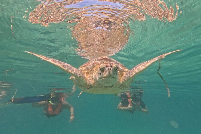 Private Snorkeling with Sea Turtles in Akumal Beach - Frequently Asked Questions