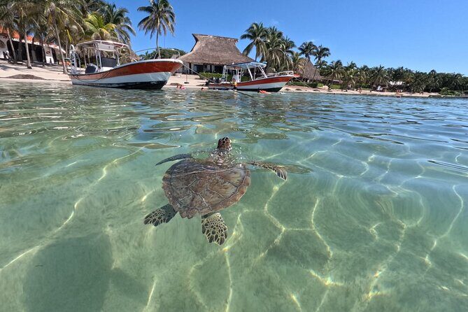 Private Snorkeling with Sea Turtles in Akumal Beach - The Sum Up
