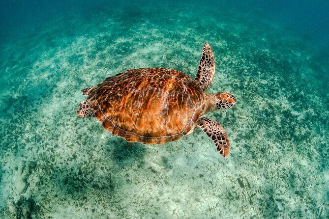 "Private Snorkeling with Turtles EN Akumal + Photos Included" - Who Should Consider This Tour?