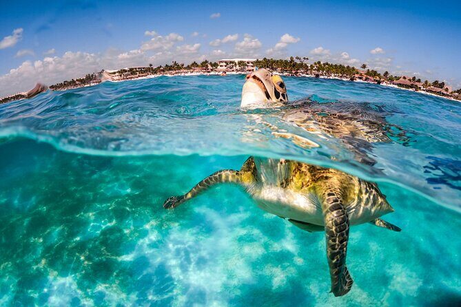 "Private Snorkeling with Turtles EN Akumal + Photos Included" - Final Thoughts