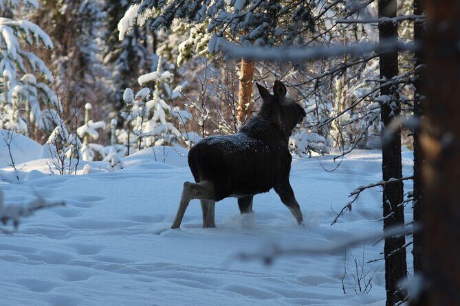 Private snowmobile day tours - What Makes This Tour Special