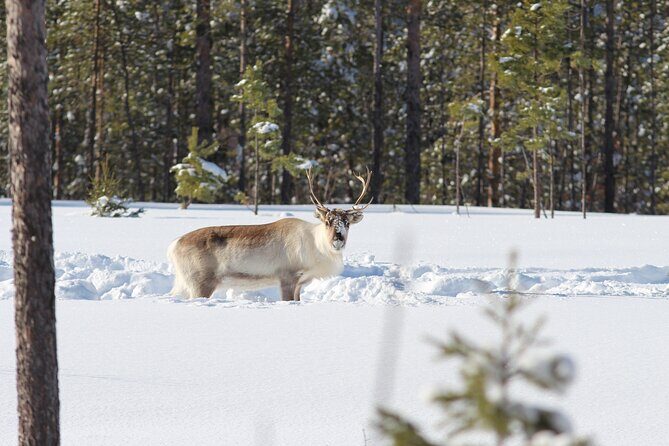 Private snowmobile day tours - Final Words