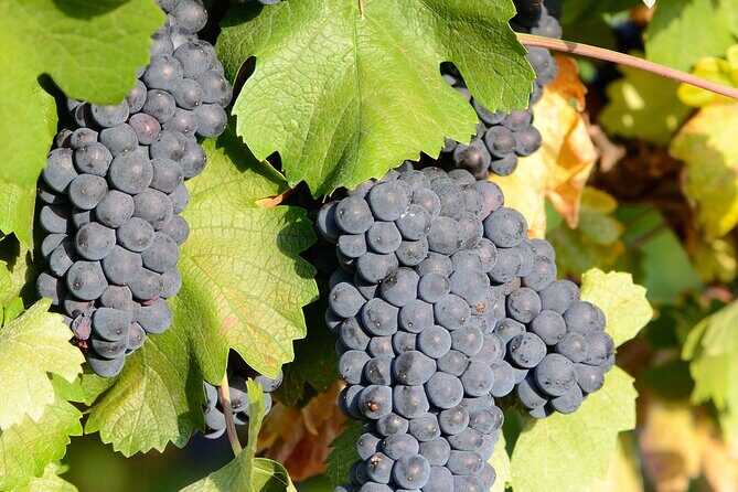 Private Sparkling Wine Tasting in Istria - How the Tasting Is Conducted