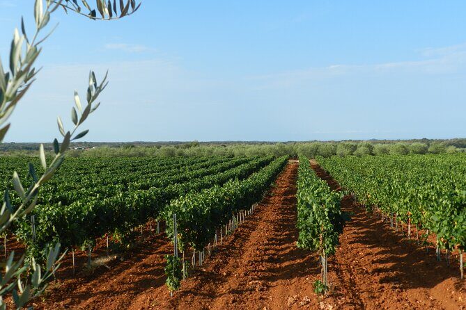 Private Sparkling Wine Tasting in Istria - The Review Highlights from Other Guests