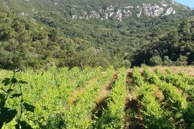 Private Special Tour Around Lisbon and Wine Tasting - Final Thoughts