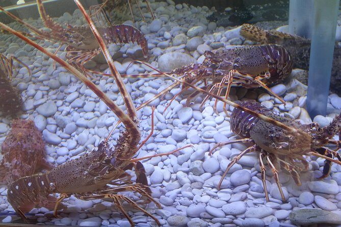 Private Speedboat tour to National Park Kornati Islands - The Practicalities: What’s Included and What’s Not