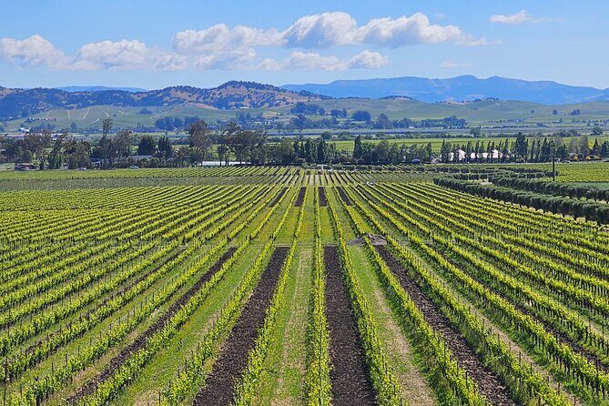 Private Sprinter Tour of Napa Valley - An Honest Look at the Private Sprinter Tour of Napa Valley