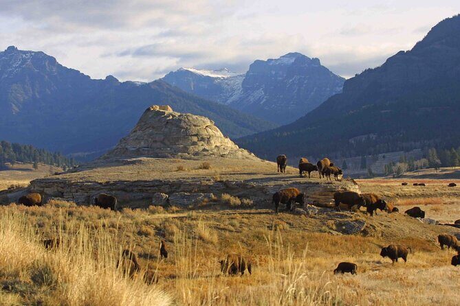 Private Sunrise Wildlife Adventure Into Yellowstone Lamar Valley - The Experience in Detail