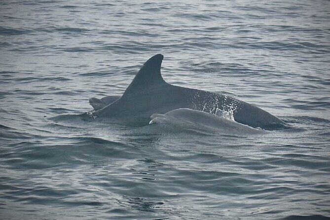 Private Sunset Boat Tour of Charleston Harbor - The Good and the Not-So-Good