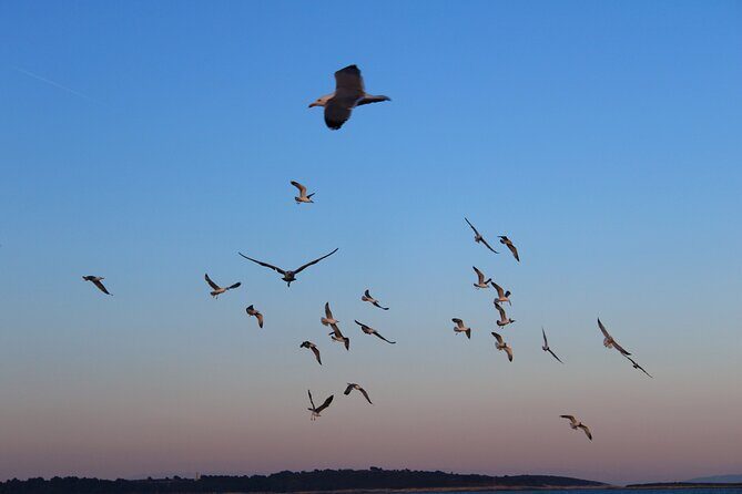 Private Sunset Dolphin Excursion with Dinner and Animation - Who Is This Tour Best For?