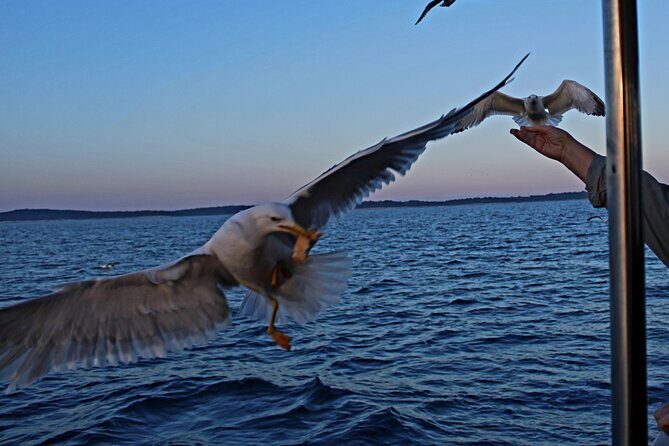 Private Sunset Dolphin Excursion with Dinner and Animation - FAQs