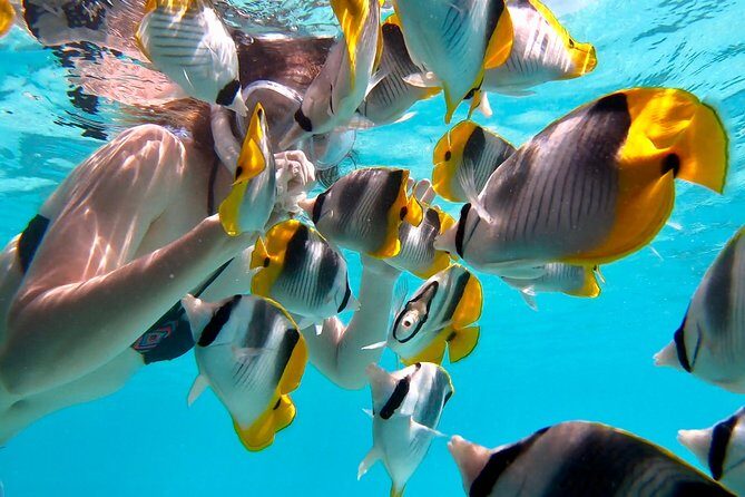 PRIVATE Sunset Tour: Moorea Snorkeling on a Catamaran named Taboo - Who Is This Tour Best For?