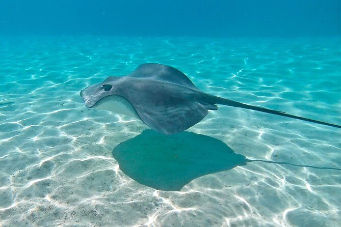 PRIVATE Sunset Tour: Moorea Snorkeling on a Catamaran named Taboo - FAQ