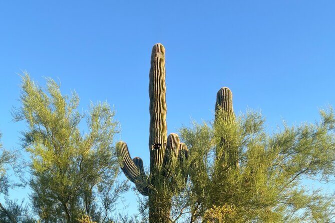 Private Sunset Walking Tour -Sonoran Desert Botanical Gardens 2h - What to Expect from the Sunset Walk